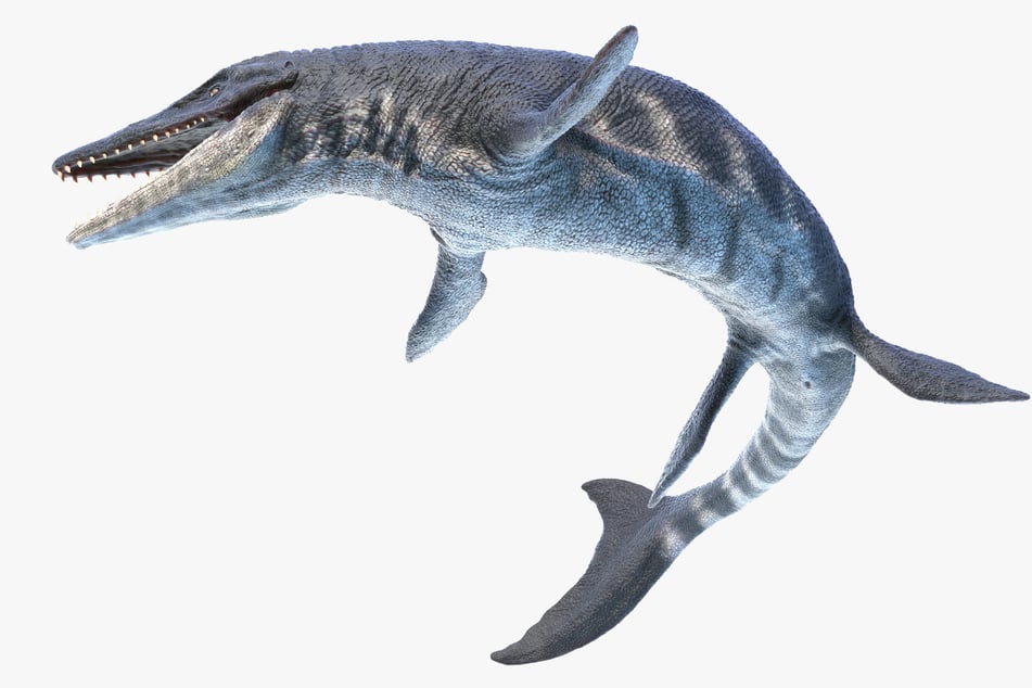 Ein 3-D-Modell zeigt, wie der Tylosaurus ungefähr ausgesehen hat.