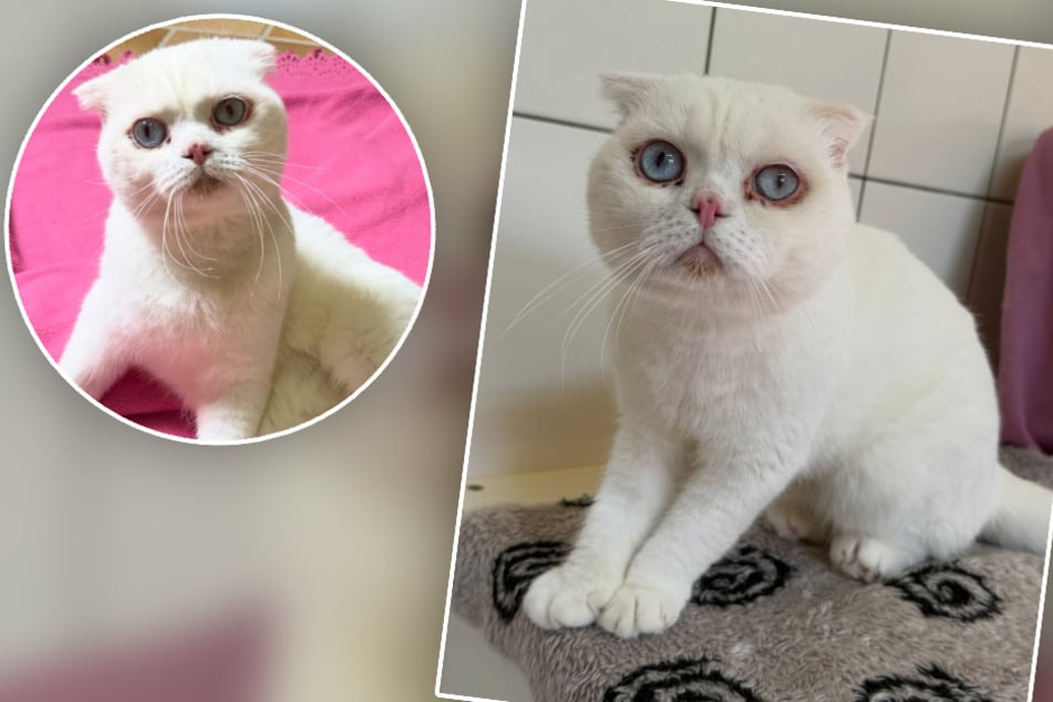 Kater im Türkeiurlaub als Souvenir gekauft: Tierheim platzt im Netz der Kragen