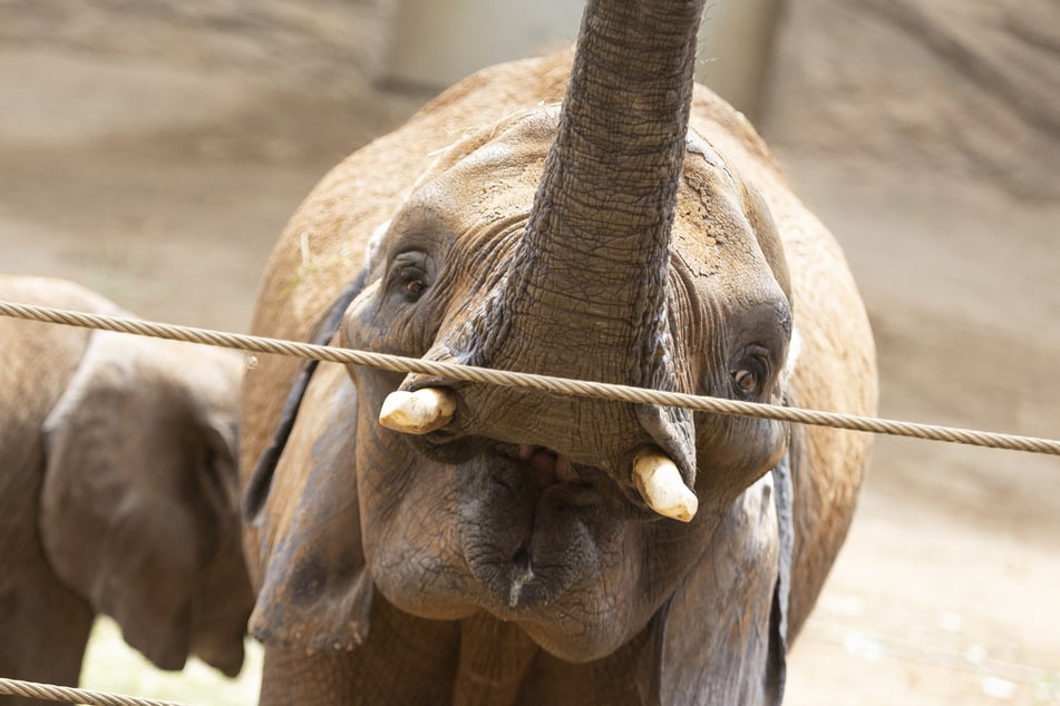 Zoo wartet bereits ein halbes Jahrhundert: Wahrhaft großes Ereignis sorgt für Freudentaumel