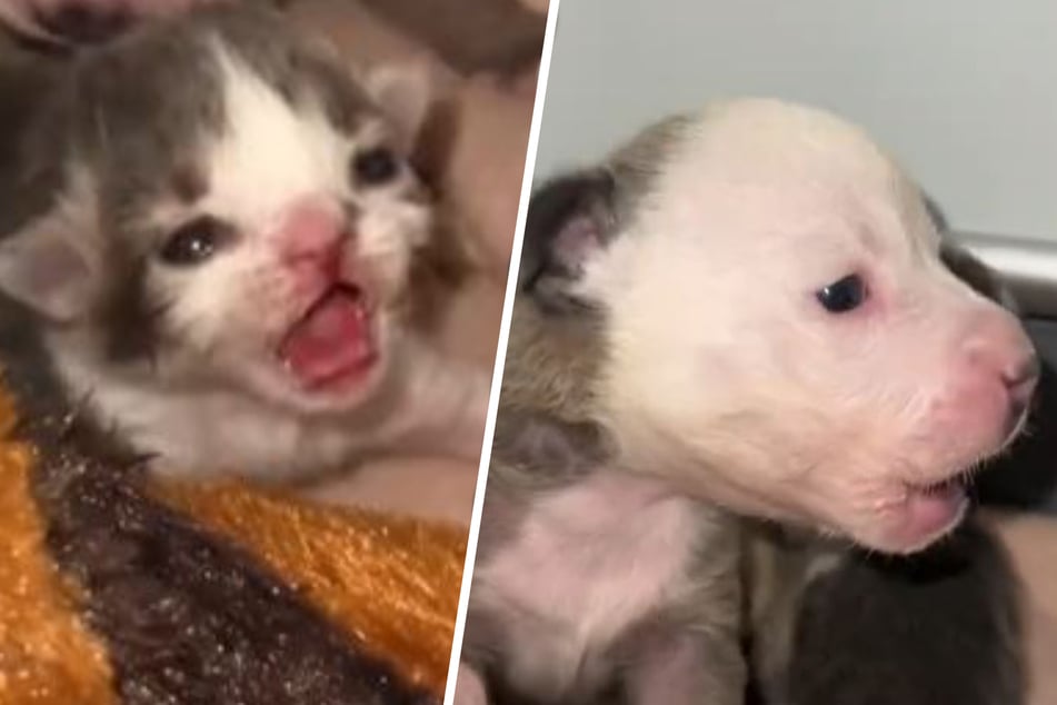 Katzenbaby "Kangaroo" und Welpen-Mädchen "Possum" weinten wie verrückt, als sie noch alleine waren. Inzwischen "melden" sie sich nur noch so, wenn sie Hunger haben.