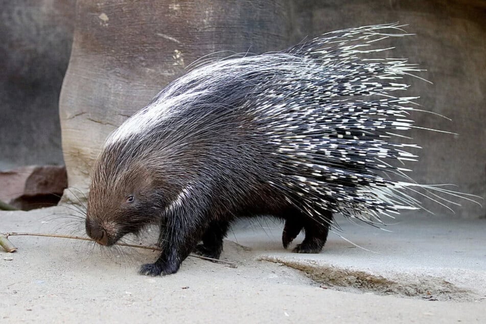 Auch wenn mal einer abfällt, bewusst schießen können Stachelschweine mit ihren Stacheln nicht.