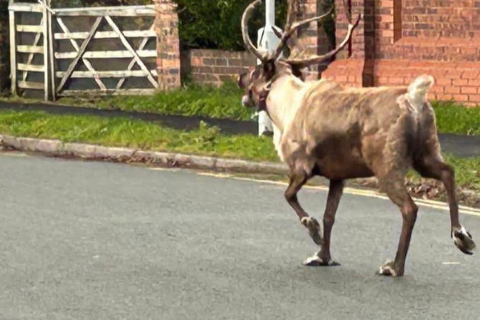 Probelauf für Heiligabend? Flüchtendes Rentier sorgt für Großeinsatz
