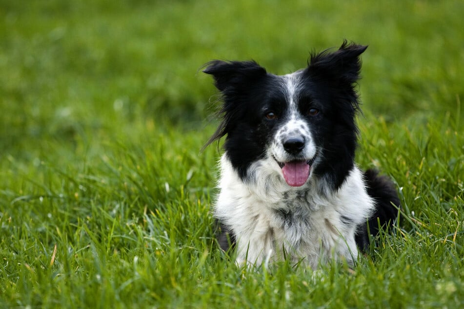 Als Hütehunde sind Border Collies sehr aktiv und wollen gerne körperlich und geistig ausgelastet werden. (Symbolbild)