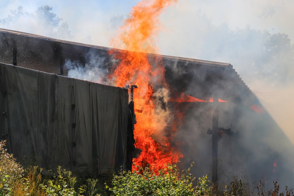 Feuer auf einem Bauernhof: Mehrere Kälber sterben in den Flammen