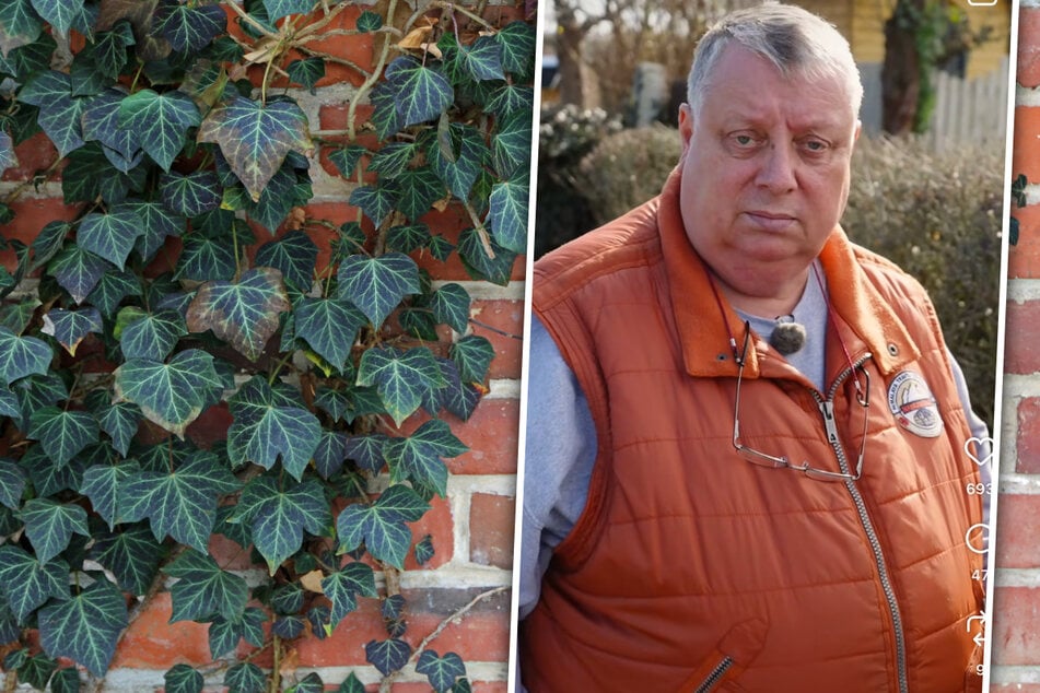 "Alles schon weggegammelt": Gartensheriff warnt vor diesem Gewächs im Kleinod