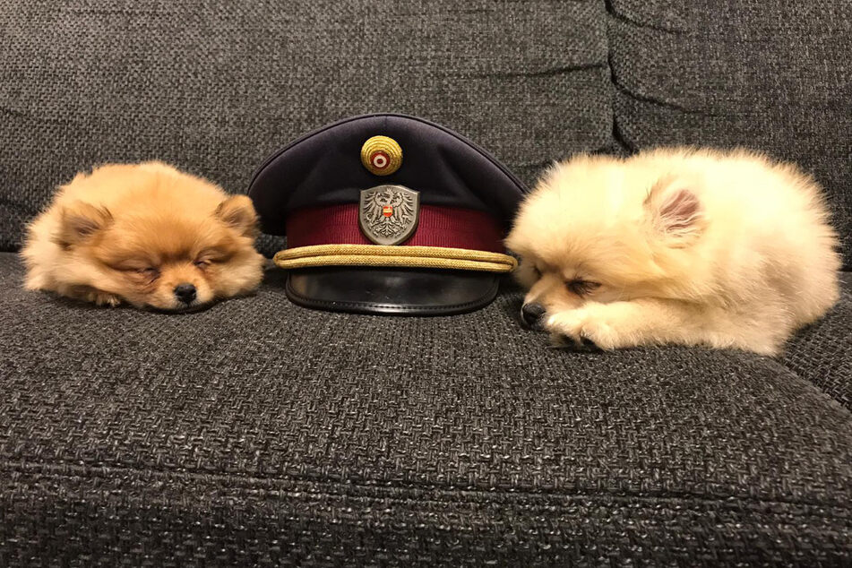 Angeblich stammen die Hündchen aus einer bulgarischen Hundezucht.