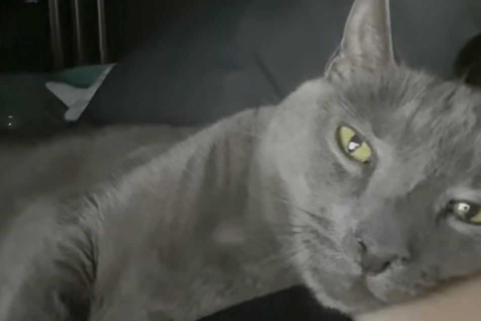 Kater Smokey starb im Frühling 2023 - da war das Mädchen gerade erst sechs Wochen alt.