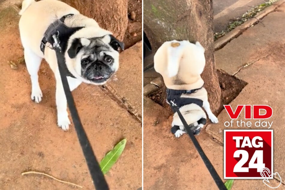 Today's Viral Video of the Day features a dog with an unusual approach to going no. 2!