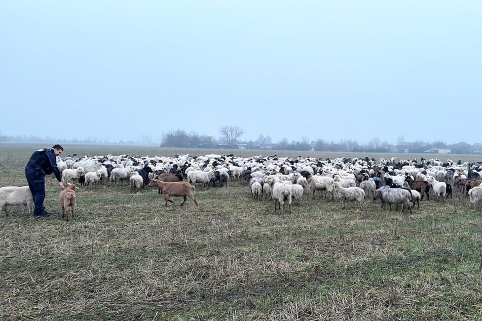 Die Schafsherde konnte wieder zurück in ihre Umzäunung gebracht werden.