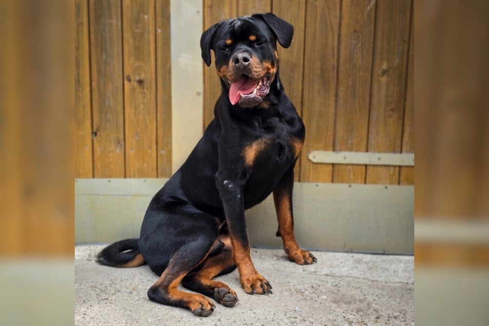 Rottweiler-Rüde Cujo ist am 21. Juli 2024 geboren und damit gerade einmal zwei Jahre alt.