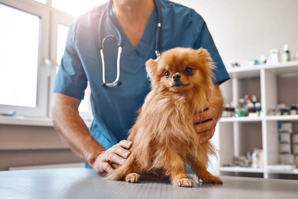 Das ständige Lecken kann eine ernste Ursache haben, daher sollte ein Besuch beim Tierarzt nicht ausbleiben.