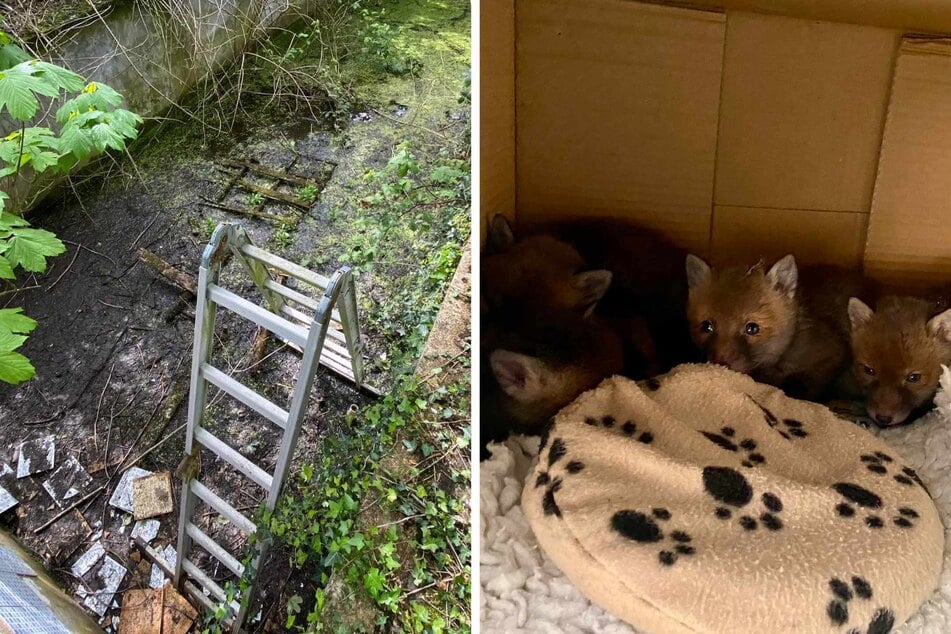 Baby foxes cry for help from swimming pool until rescue comes