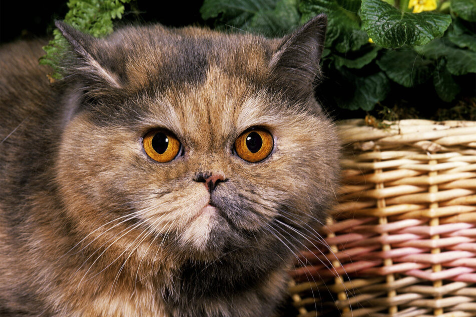 There is one word that best describes the exotic shorthair: "Weird."