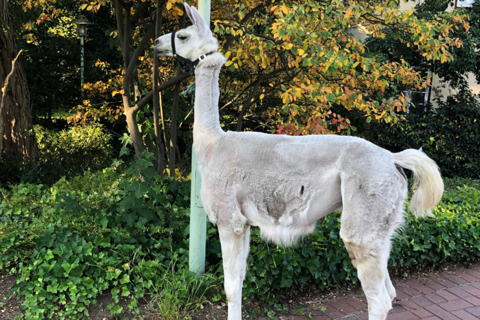 Ein Passant konnte das Lama einfangen.