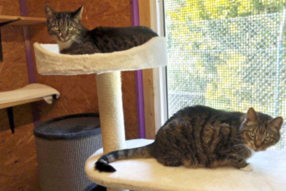 Die beiden Katzengeschwister wurden abgegeben, weil sie sich mit den Katzen der neuen Lebenspartnerin ihres Besitzers nicht verstanden hatten.