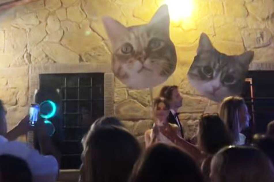 The cats weren't able to travel for the ceremony, but the surprise tribute was a hit among the guests.