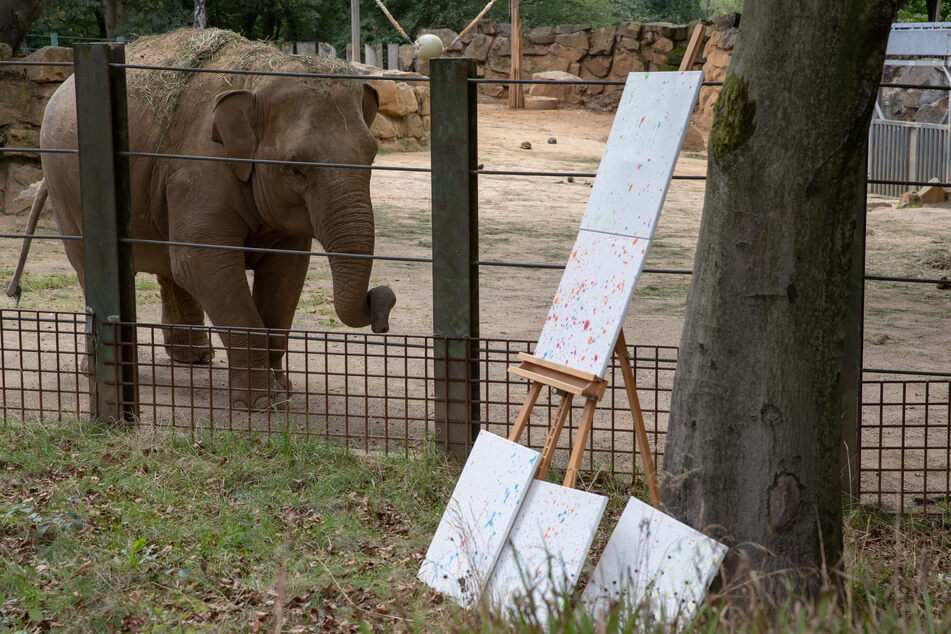 Selbst gemalte Bilder von Elefantenkuh Sita (hinten) sind vor ihrem Gehege ausgestellt.