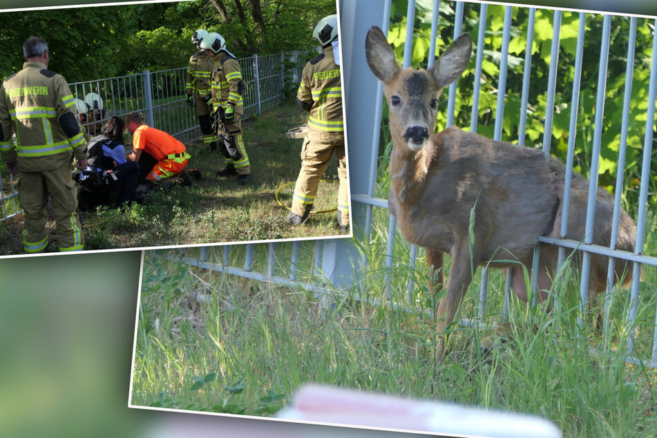 Ausgerechnet am Freitag, dem 13.: Bambi gerät in Not, doch die Feuerwehr Grimma weiß Rat
