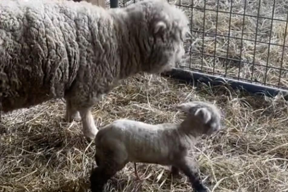 Little lamb Beau was abandoned by her mother after birth.