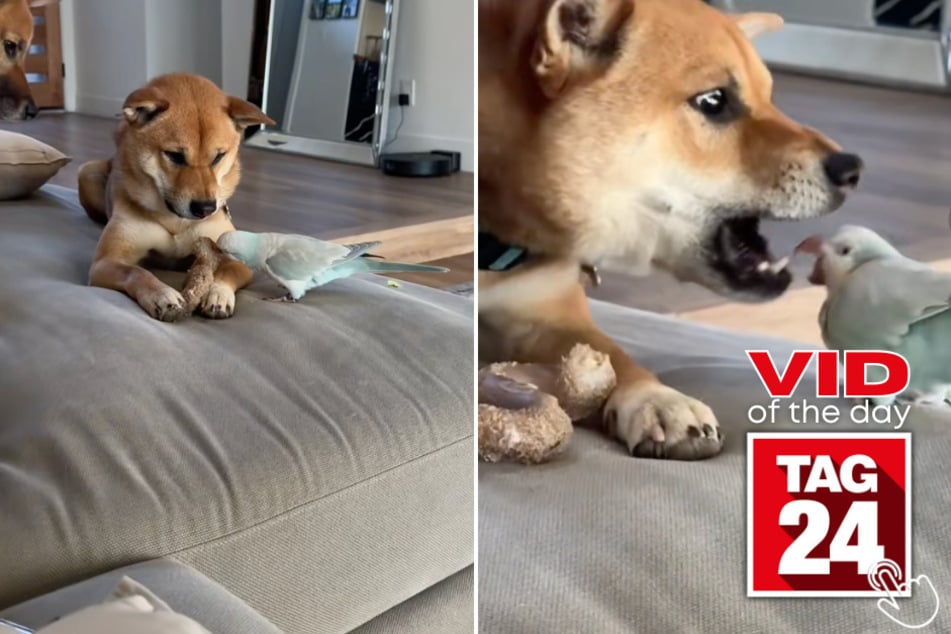 Rocket the dog was NOT prepared to share his bone with his parrot sibling Jewel!