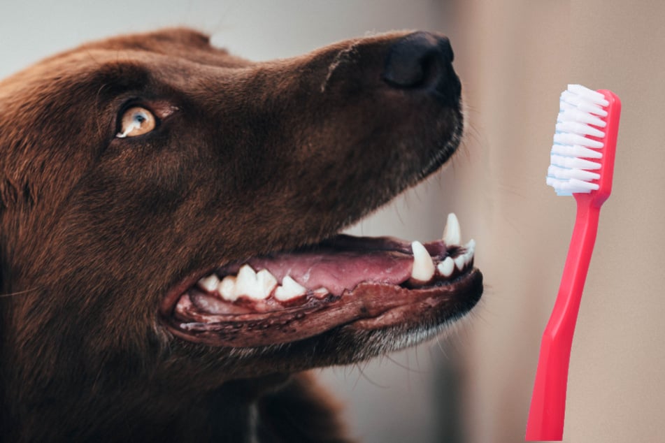 Ist es notwendig, Hunden die Zähne zu putzen?