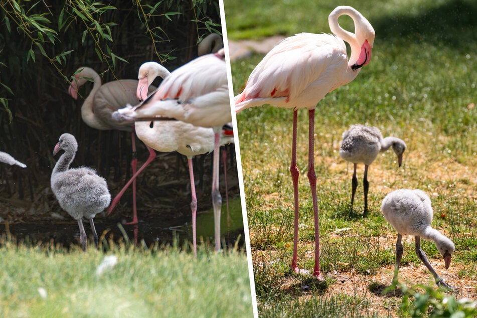 Noch grau statt rosa: Vier flauschige Flamingo-Küken watscheln durch die Wilhelma