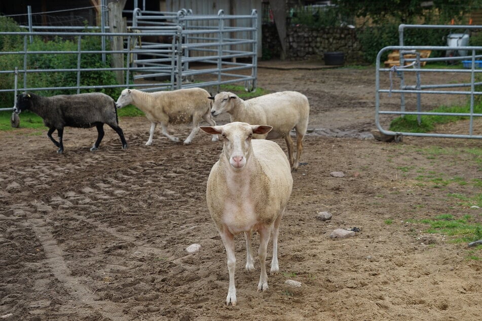 Neben Hunden wohnen auch Schafe, Ziegen, Pferde, Hühner, Katzen und Enten auf dem Hun'nenhoff. Viele von ihnen haben ebenfalls körperliche Einschränkungen.