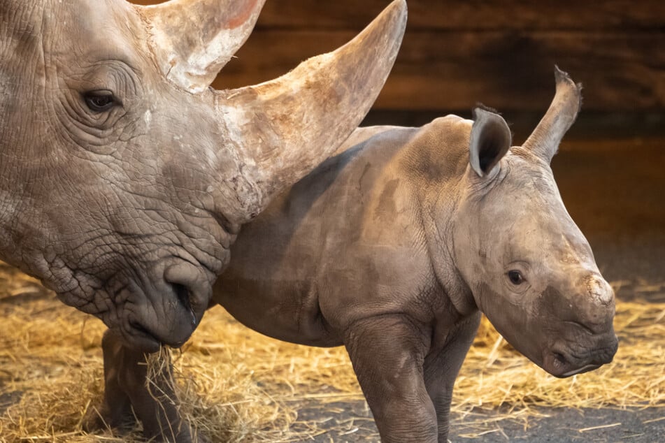 Nashorn-Mama Marcita und ihr Baby Tayo starben in diesem Jahr im Erfurter Zoopark.