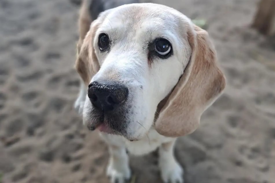 Beagle Buddy aus dem Hamburger Tierheim sucht nach einem liebevollen Zuhause für seinen Lebensabend.
