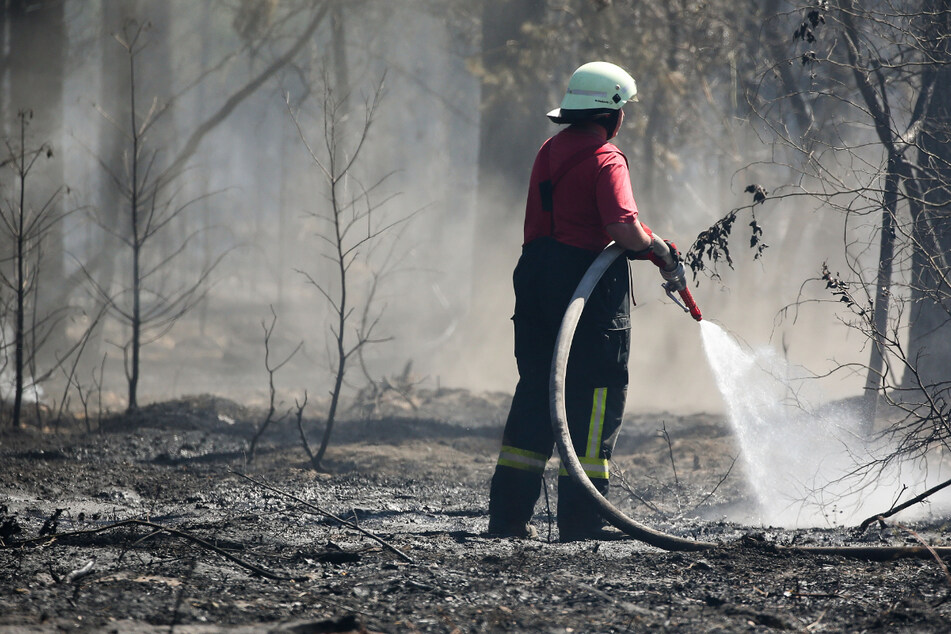 Erhöhte Waldbrandgefahr in Sachsen-Anhalt: In diesen Regionen gilt schon Stufe 3