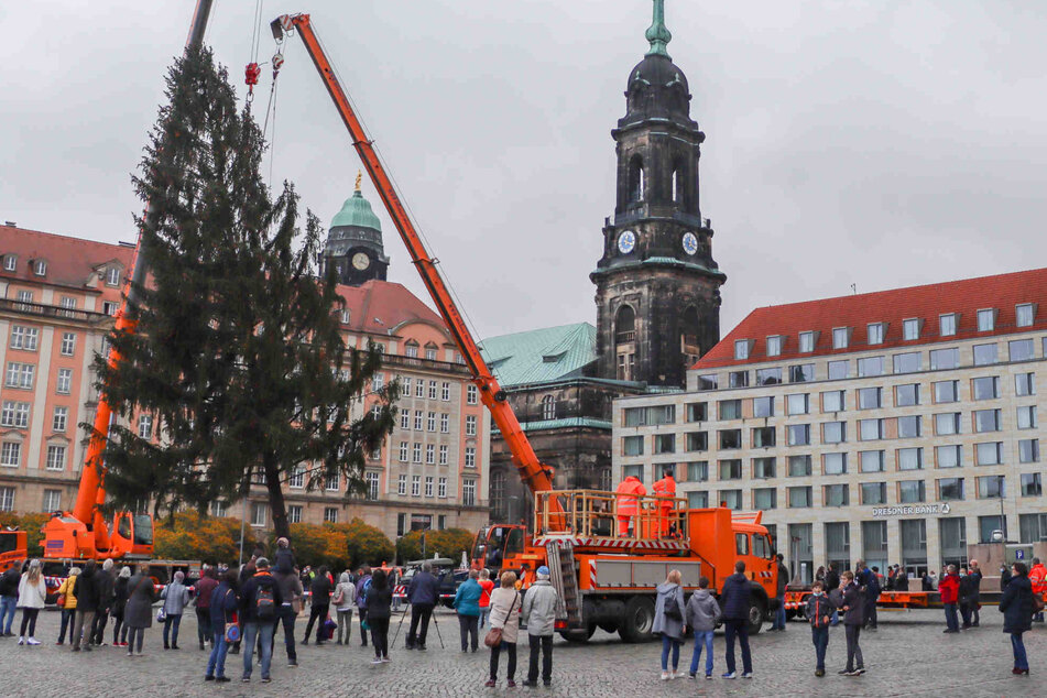 Weihnachtliches Flair trotz Lockdown: Fichte wird auf dem Striezelmarkt aufgebaut