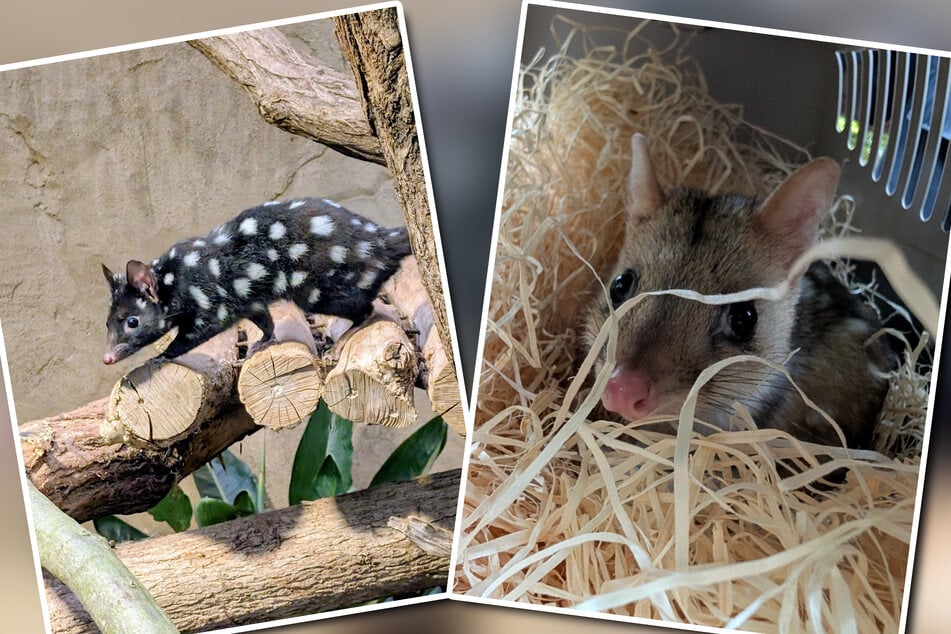 Zoo freut sich über Neuzugänge aus Leipzig: Diese süßen Beuteltiere wohnen jetzt in Duisburg