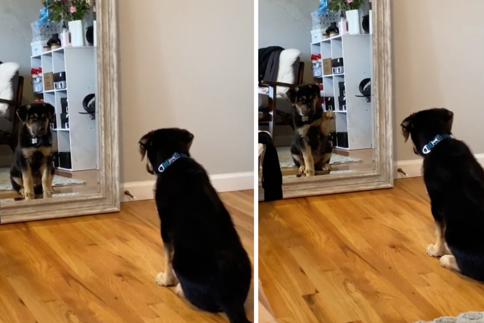 The puppy stares at his own reflection in fascination – then he waves to himself.