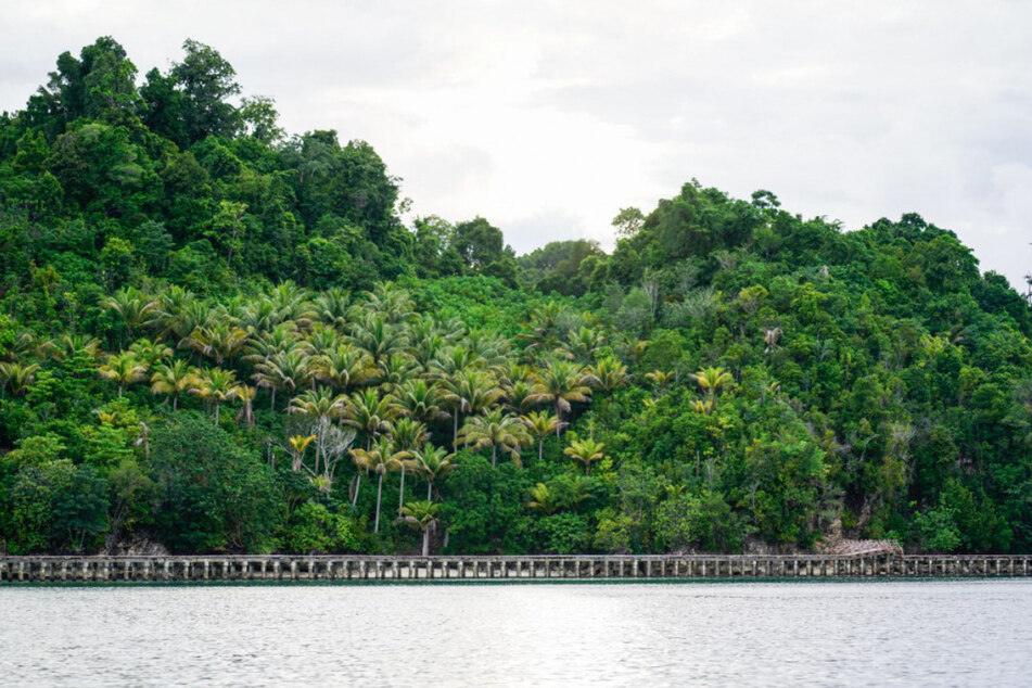 Blick auf eine Wald- und Dschungellandschaft auf der indonesischen Insel Sulawesi.