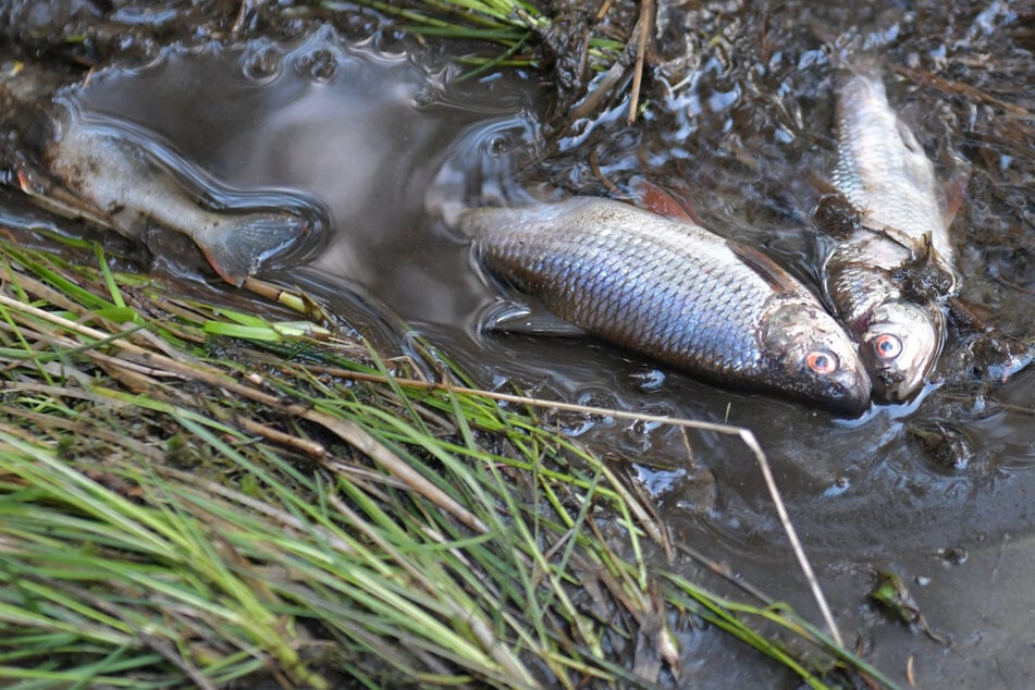 Panne vom Amt: Wald in Sachsen voller toter Fische