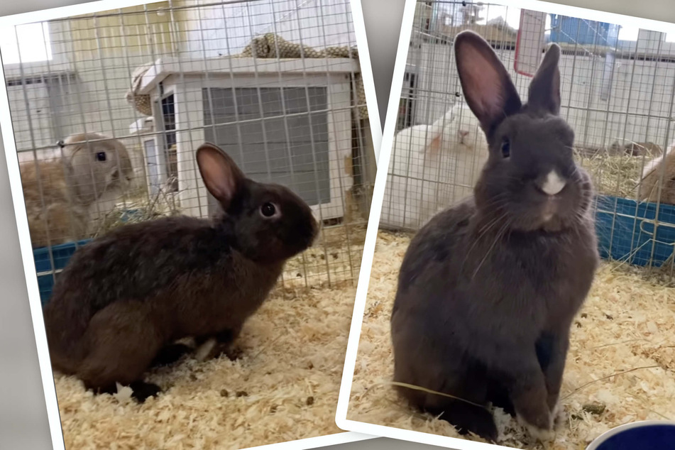 Kaninchen kam mit heftigen Verletzungen ins Tierheim: Nun haben seine Pfleger tolle News