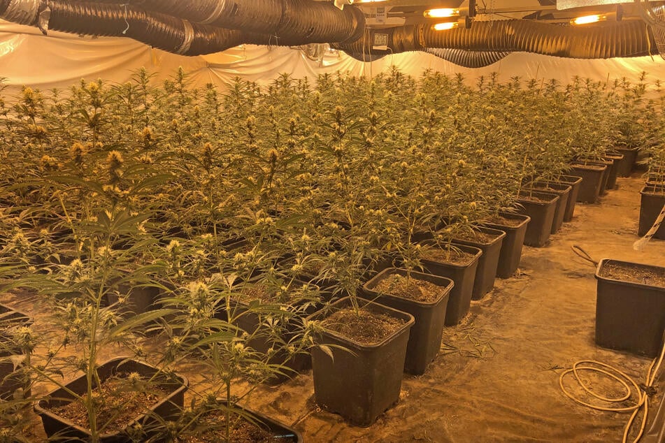 Krasser Fund: Cannabis-Plantage erstreckte sich über drei Wohnungen!