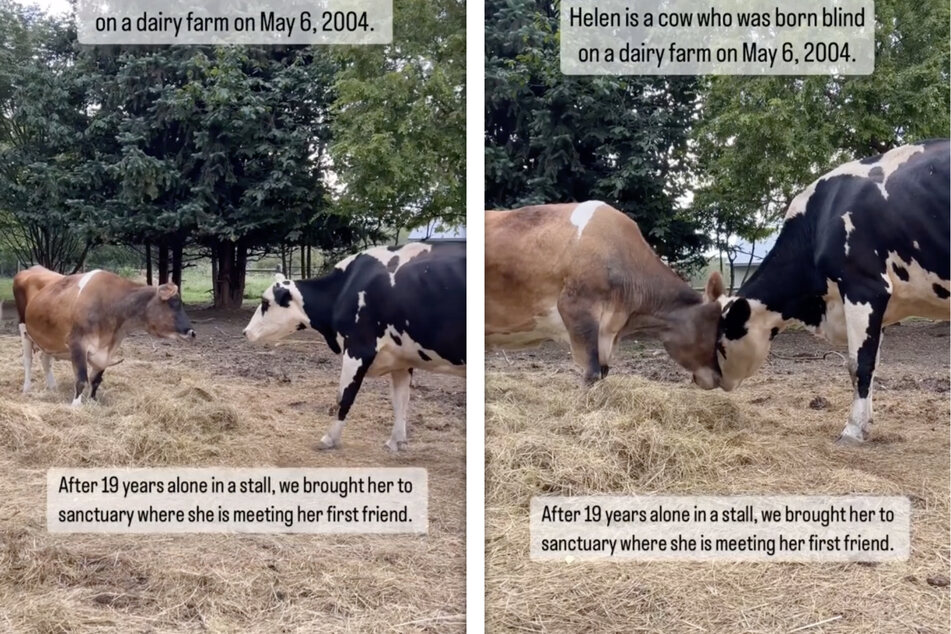 Die zwei Kühe Helen und Mama mochten sich bei ihrem ersten Treffen sofort.