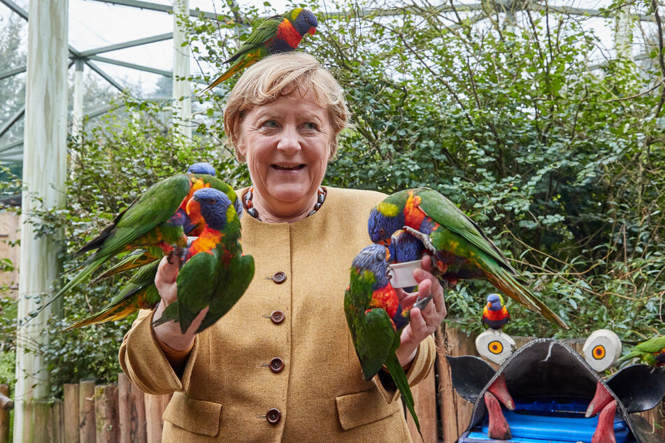 Angela Merkel (67) füttert australische Loris im Vogelpark Marlow.