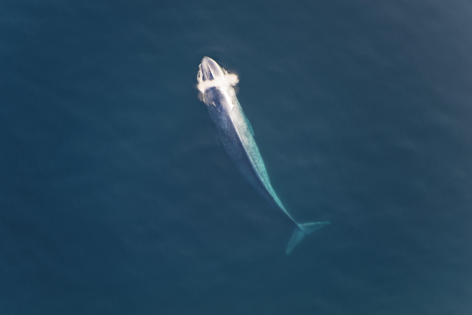 Der Blauwal macht keine Sprünge aus dem Wasser so wie beispielsweise der Buckelwal.
