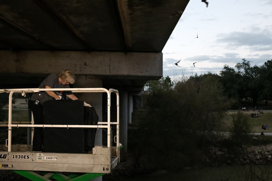 Mary Warwick, Wildlife Director of the Houston Humane Society, released bats at the Waugh Bridge Bat Colony in Houston, Texas, on Wednesday.