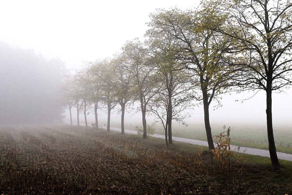 Das Wetter am Wochenende wird neblig-feucht.