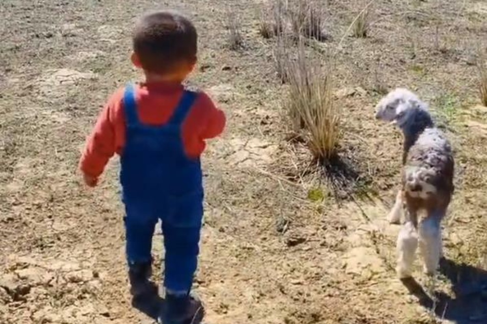 Ein kleiner Knirps versucht einem Lamm bei der Suche nach seiner Mutter zu helfen.