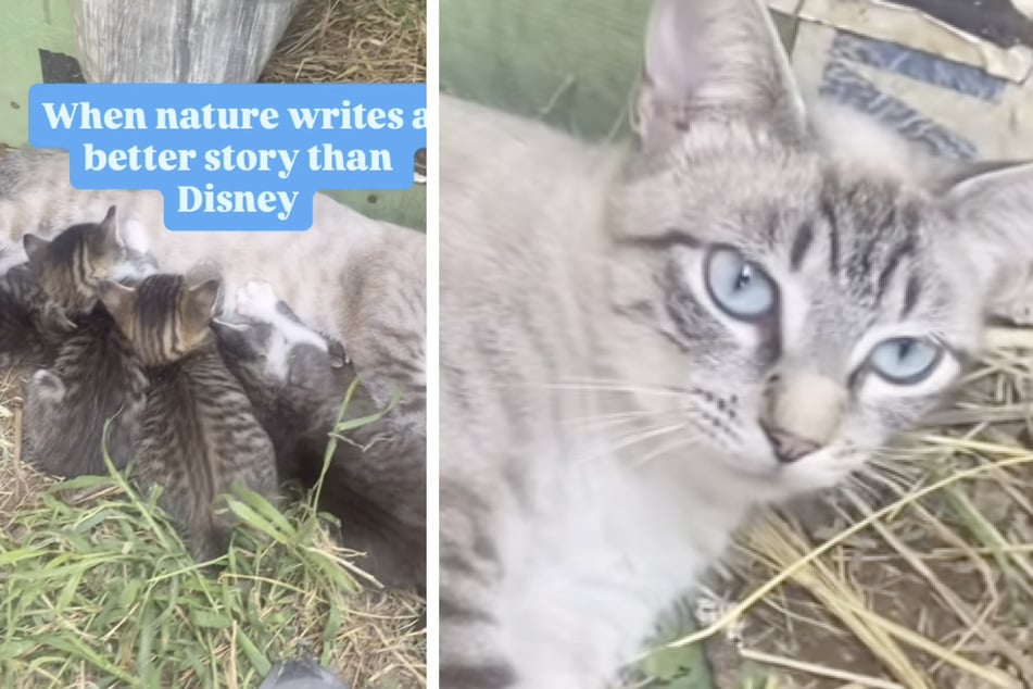 Eine Katze aus den USA ließ ein wildes Tier in ihr Nest hinein.