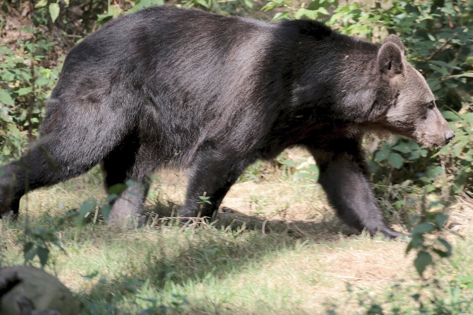 Durante años vivieron en jaulas diminutas: aquí dos osos pardos encuentran su nuevo hogar