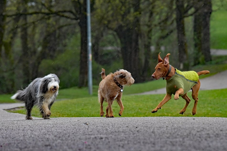 Berlin ist für Hunde kein echtes Wohlfühlpflaster. (Symbolfoto)