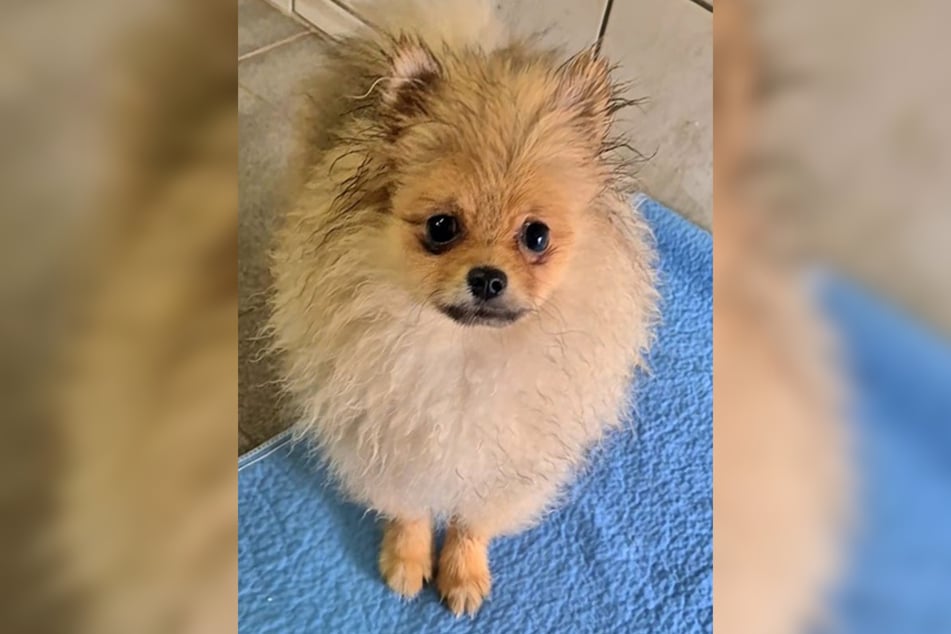 Zwergspitz-Rüde Coco ist am 7. Juli 2025 geboren und damit gerade sechs Monate alt.