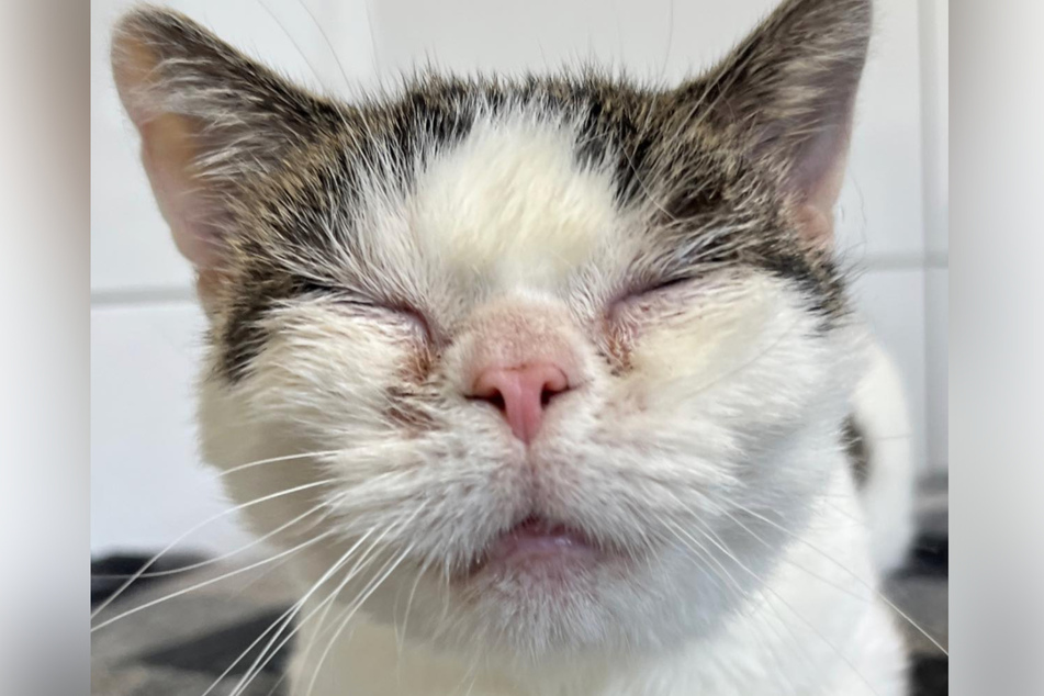 "Niedlichste Katze des Universums" hofft auf ein Date und sucht neues Zuhause
