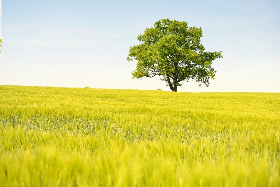 Der Chemnitzer Neumarkt soll bald einen großen Baum bekommen. (Symbolbild)