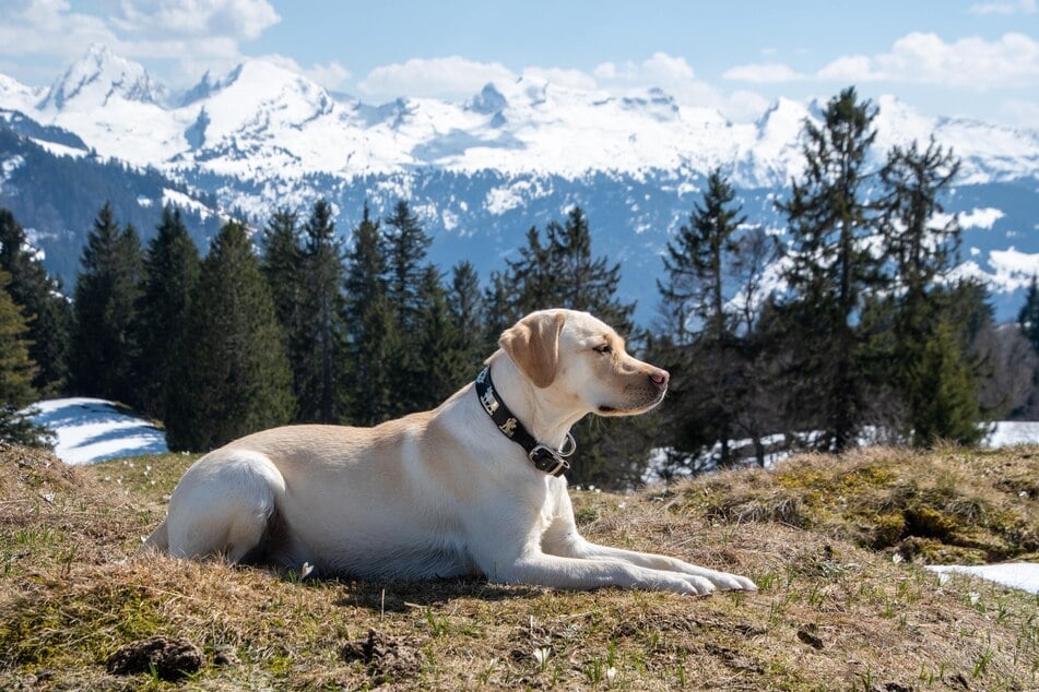 Der Labrador ist weltweit die beliebteste Hunderasse.
